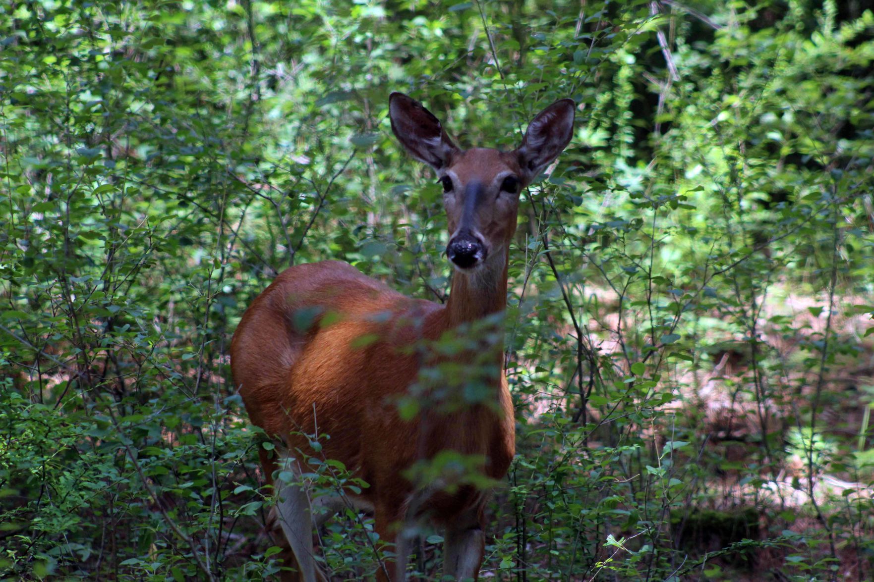 Deer on Original Wisconsin Duck trail